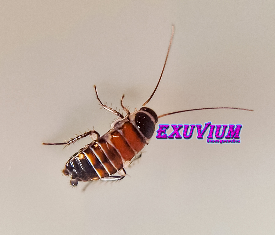 Hemithyrsocera vittata, gold banded clown roach, in stock, available, roaches for sale