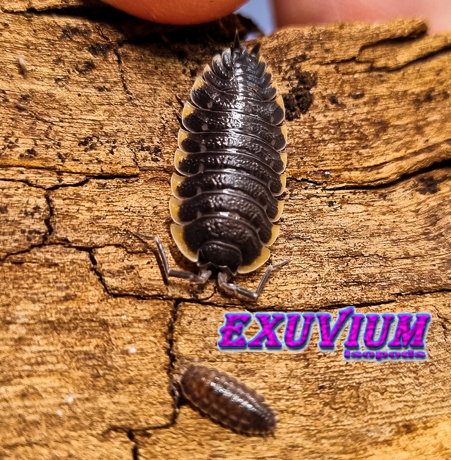 Trachelipus caucasius, isopods for sale