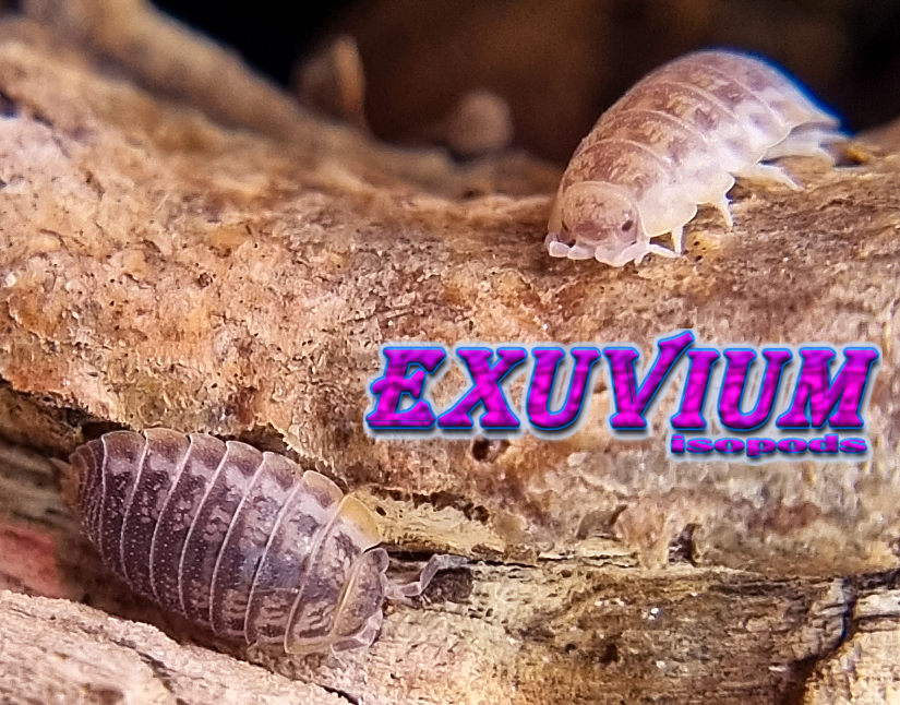 Agabiformius lentus morph mix, isopods for sale