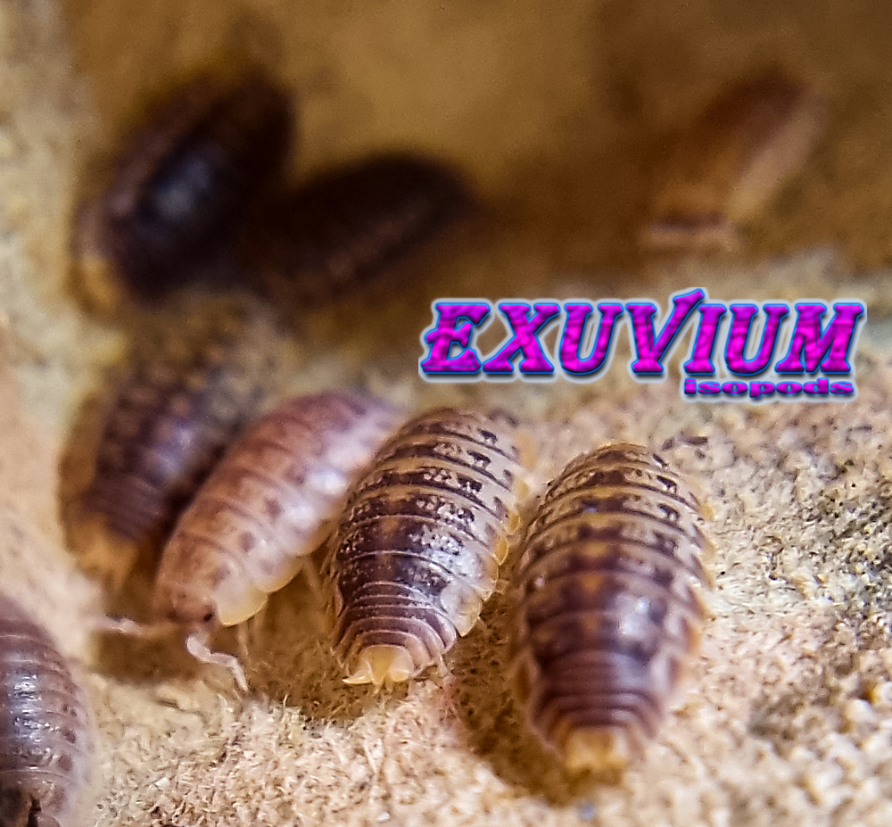 Agabiformius lentus morph mix, isopods for sale