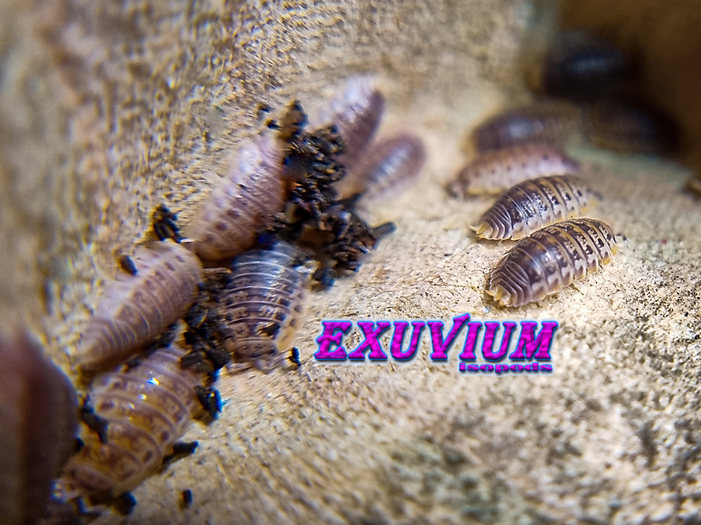Agabiformius lentus morph mix, isopods for sale