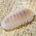 cubaris murina glacier, isopods for sale