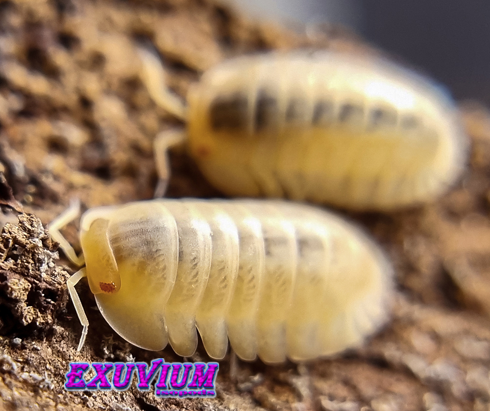 Cubaris spec red edge albino, red skirt albino, blonde, white phase, isopods for sale, in stock, available