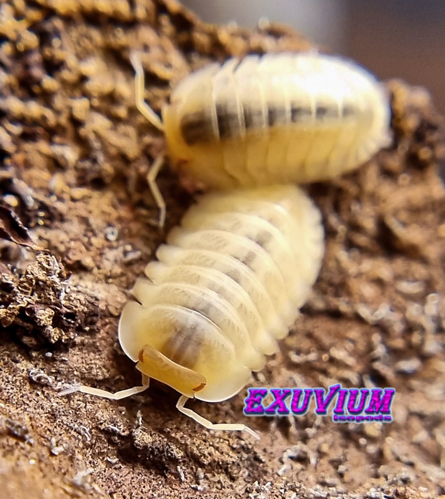 Cubaris spec red edge albino, red skirt albino, blonde, white phase, isopods for sale