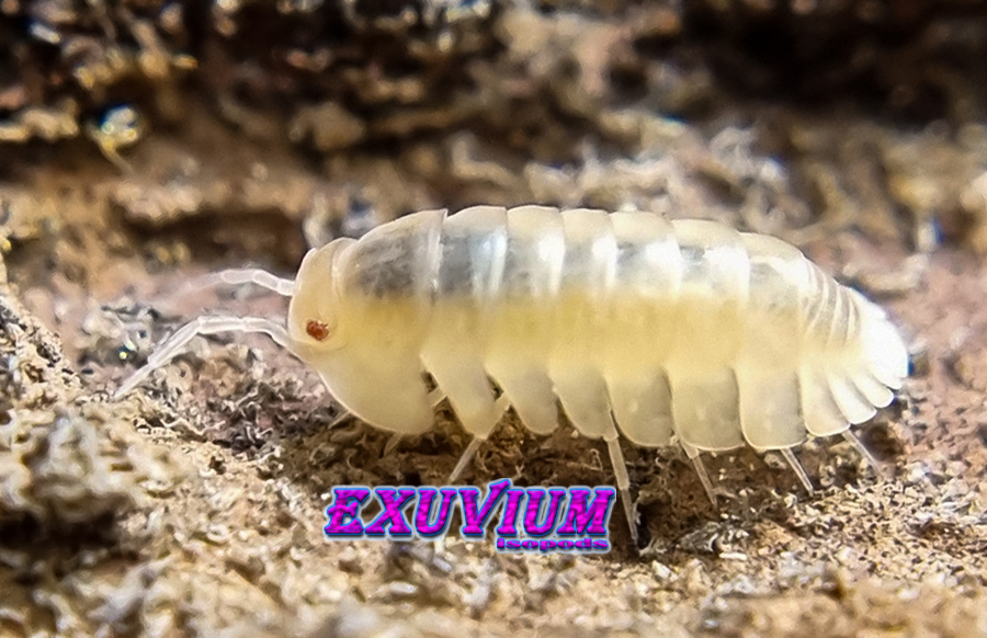 Cubaris spec red edge albino, red skirt albino, blonde, white phase, isopods for sale