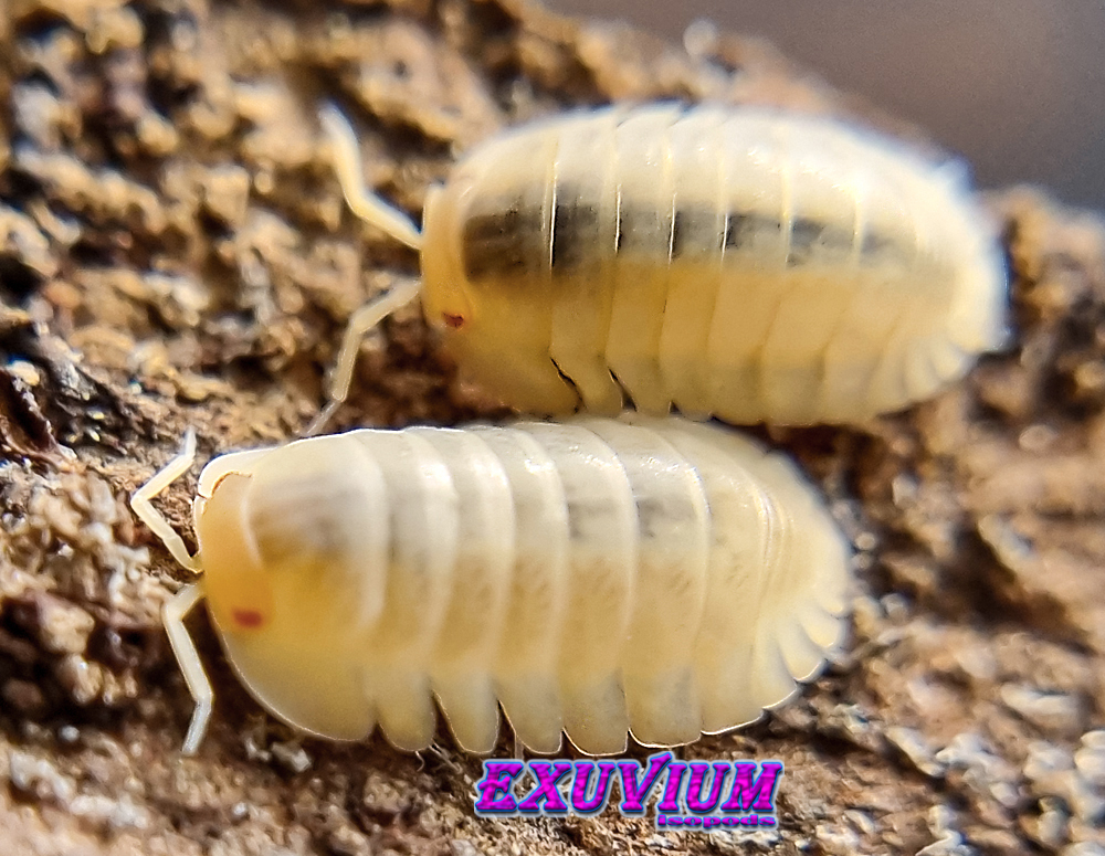 Cubaris spec red edge albino, red skirt albino, blonde, white phase, isopods for sale