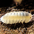 cubaris red edge albino, isopods for sale