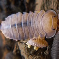 cubaris thai angel blue, isopods for sale
