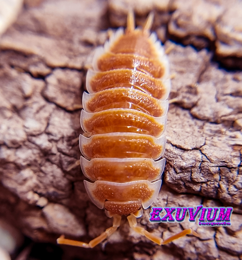 porcellio hoffmannseggii orange, hoffmannseggi, isopods for sale, in stock, available