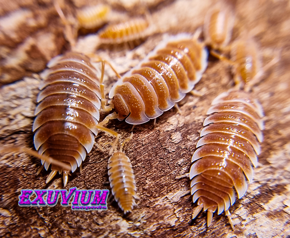 porcellio hoffmannseggii orange, hoffmannseggi, isopods for sale, in stock, available