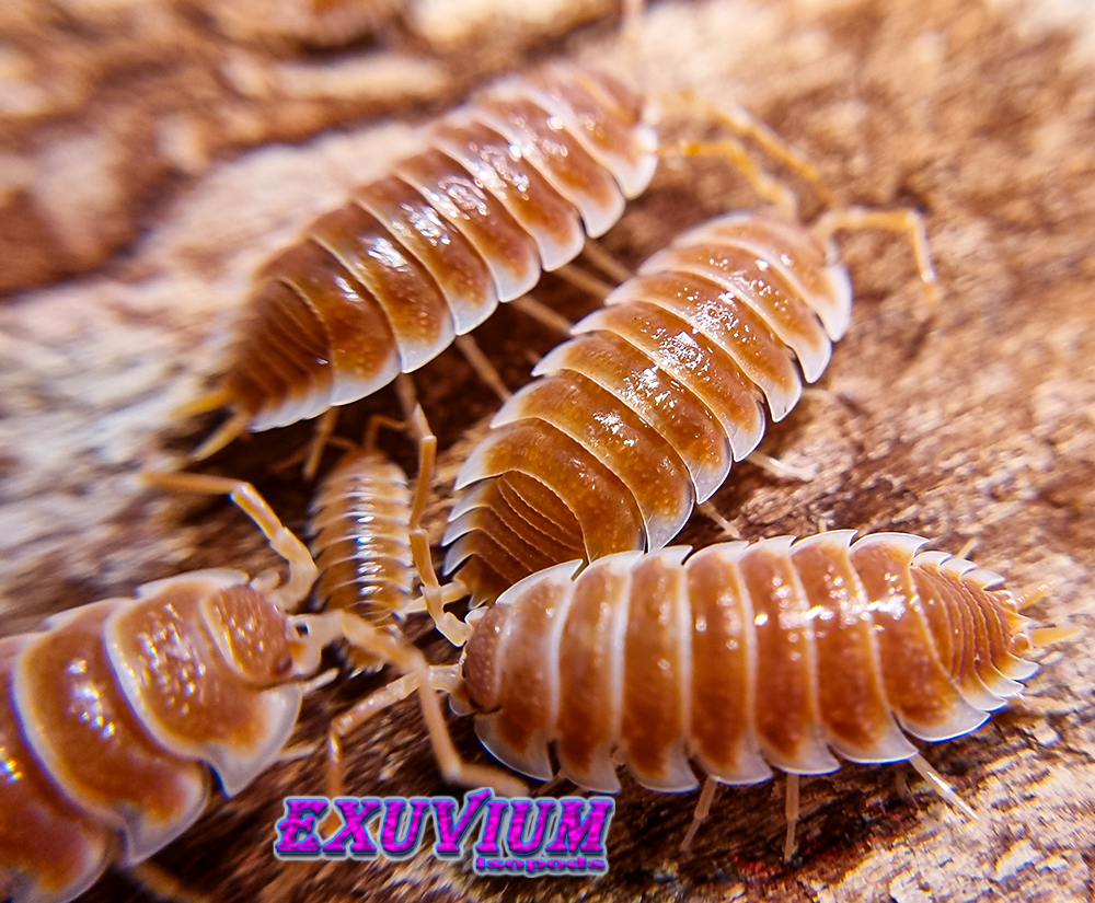 porcellio hoffmannseggii orange, hoffmannseggi, isopods for sale, in stock, available
