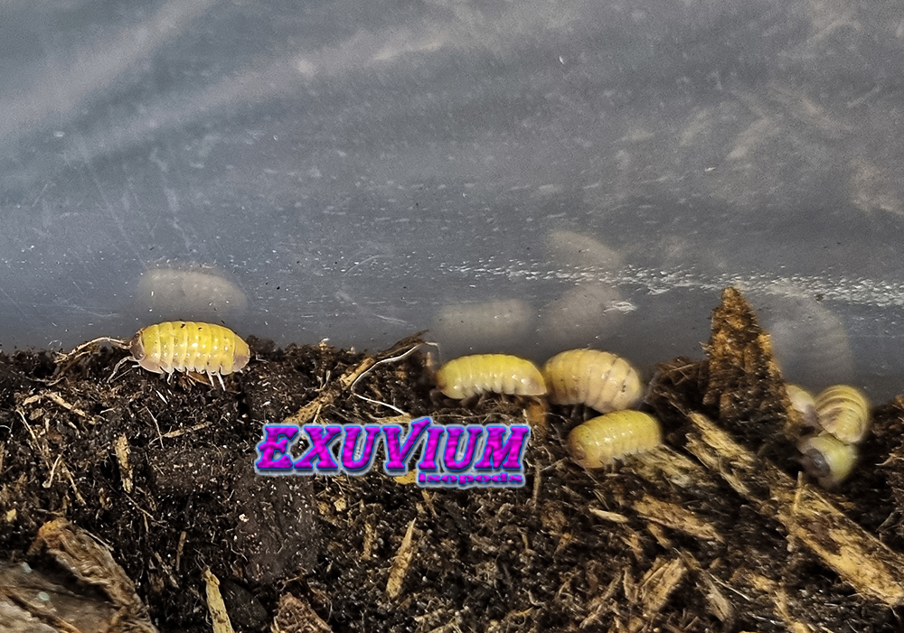 Armadillidium badium high yellow, isopods for sale, in stock, available