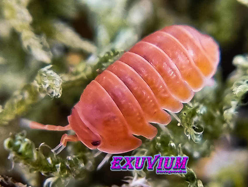 Cubaris murina mandarin, isopods for sale, in stock, available