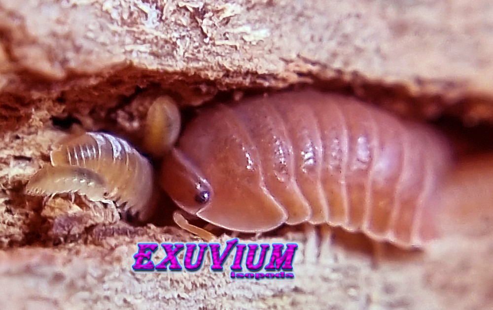 Macro close-up of an adult orange Cubaris murina Mandarin isopod sheltering alongside small juvenile isopods inside a cork bark crevice.