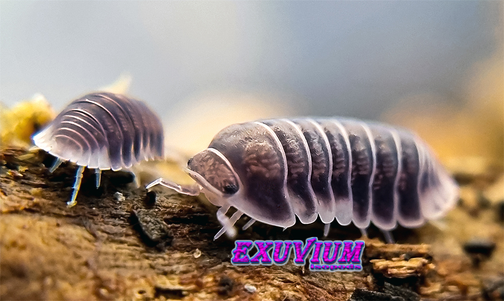 cubaris penguin, white side, pinguin, isopods for sale, in stock, available