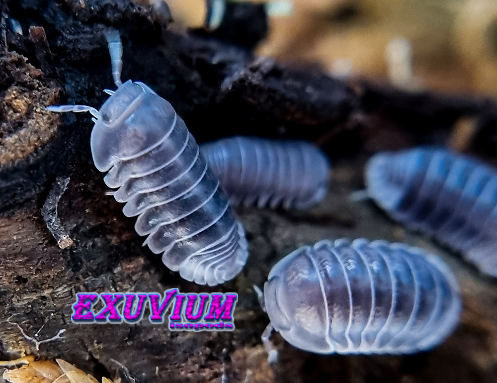 cubaris penguin, white side, pinguin, isopods for sale, in stock, available