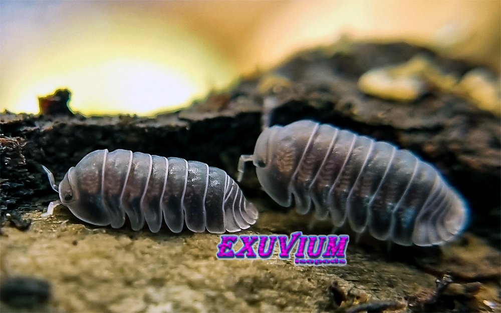 cubaris penguin, white side, pinguin, isopods for sale, in stock, available