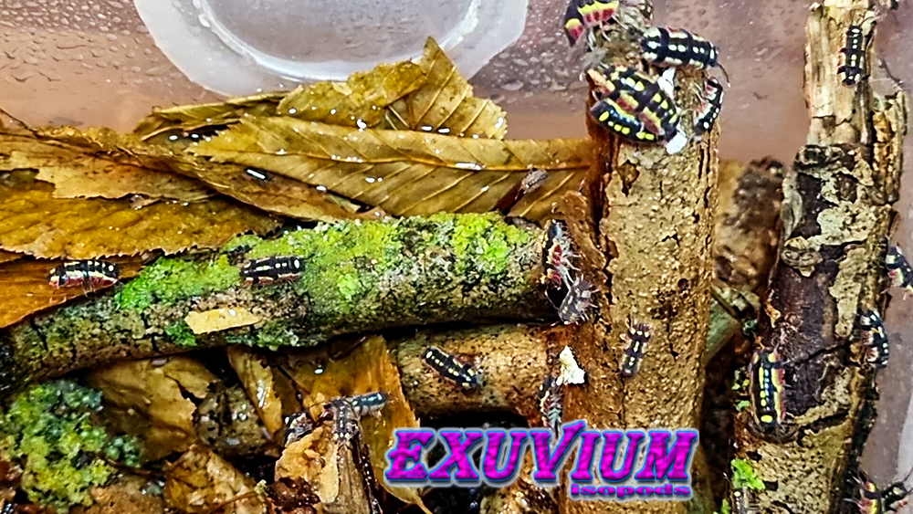 merulanella red diablo, spec, rare exotic tropical isopod, isopods for sale, in stock, available