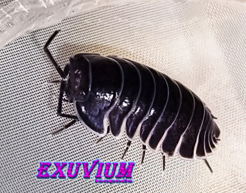 Merulanella sp black hole, spec, rare exotic tropical isopod, isopods for sale, in stock, available