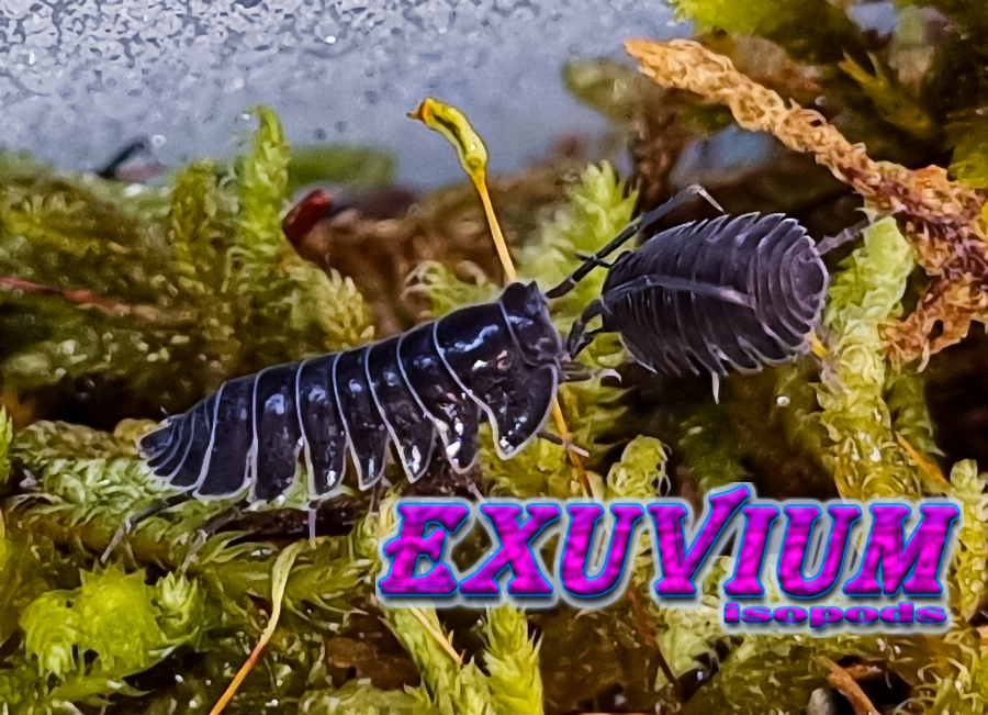 Merulanella sp black hole, isopods for sale, in stock, available