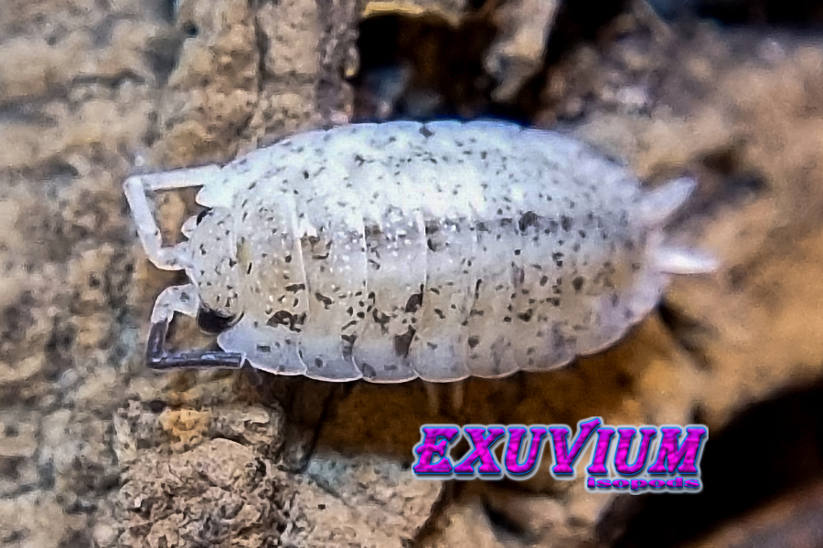 Porcellio scaber dalmatian, dalmation, isopods for sale, in stock, available