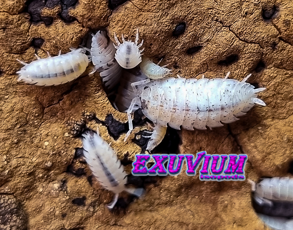 Porcellio scaber dalmatian, dalmation, isopods for sale