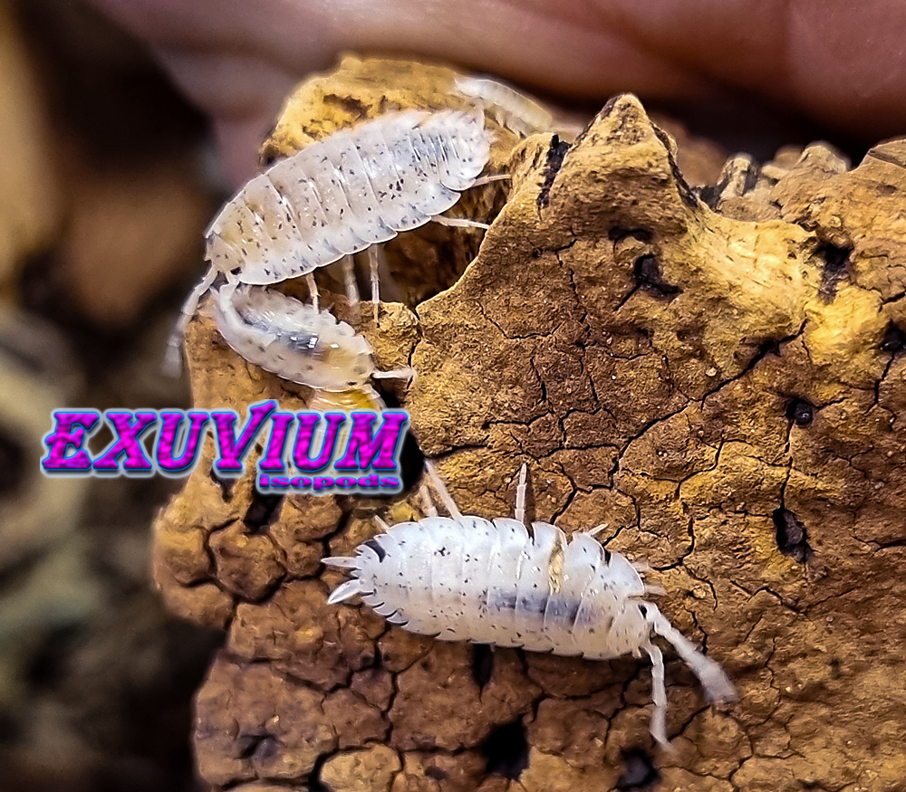 Porcellio scaber dalmatian, dalmation, isopods for sale