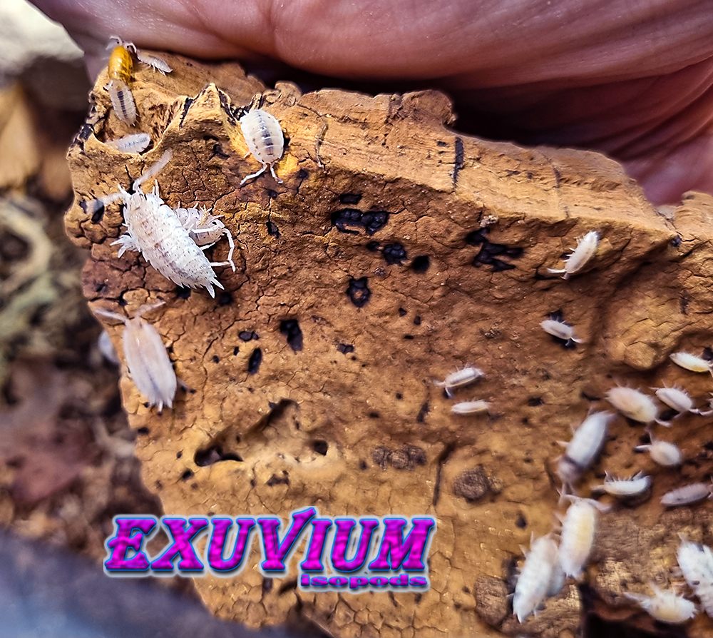 Porcellio scaber dalmatian, dalmation, isopods for sale