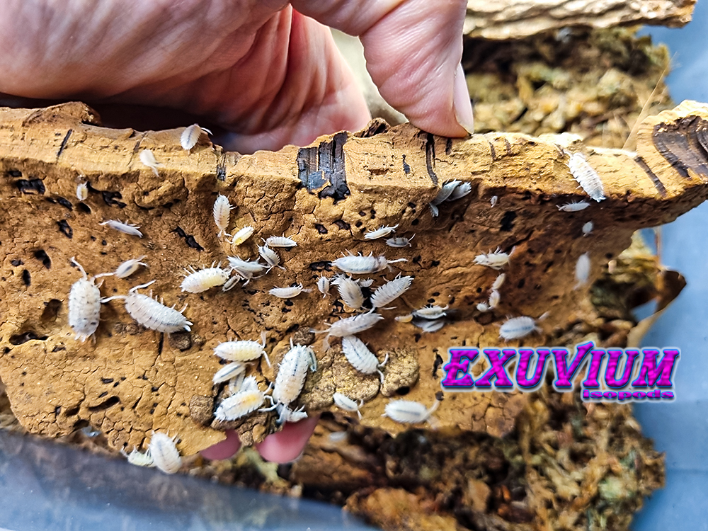 Porcellio scaber dalmatian, dalmation, isopods for sale