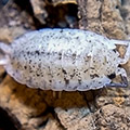 porcellio scaber dalmatian, isopods for sale
