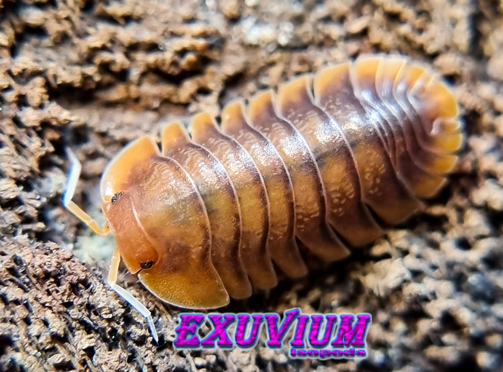 cubaris sunset queen, isopods for sale, available