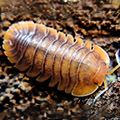 Troglodillo spec sunset, isopods for sale
