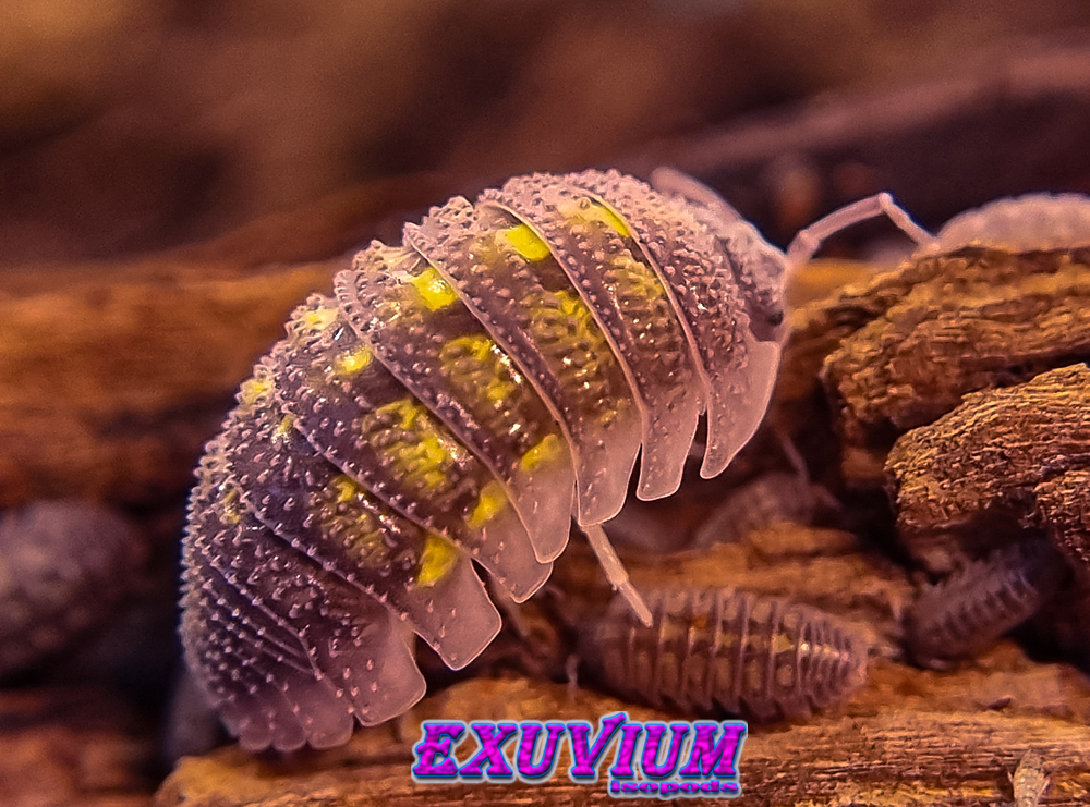 Armadillidium beieri, isopods for sale, available, in stock