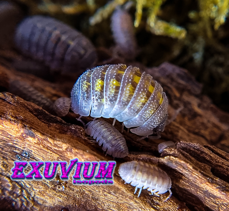 Armadillidium beieri, isopods for sale, available, in stock