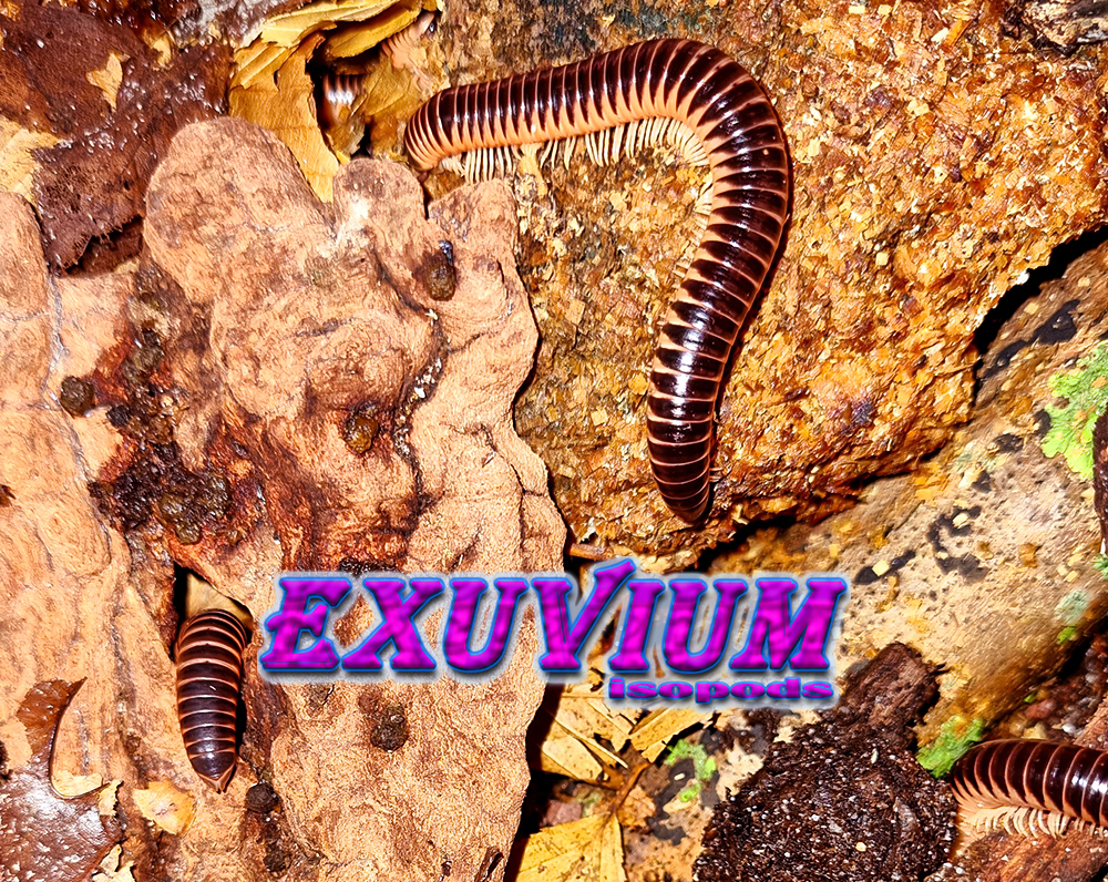 Chicobolus spinigerus salmon mix, salmon ivory millipede, for sale, in stock, available