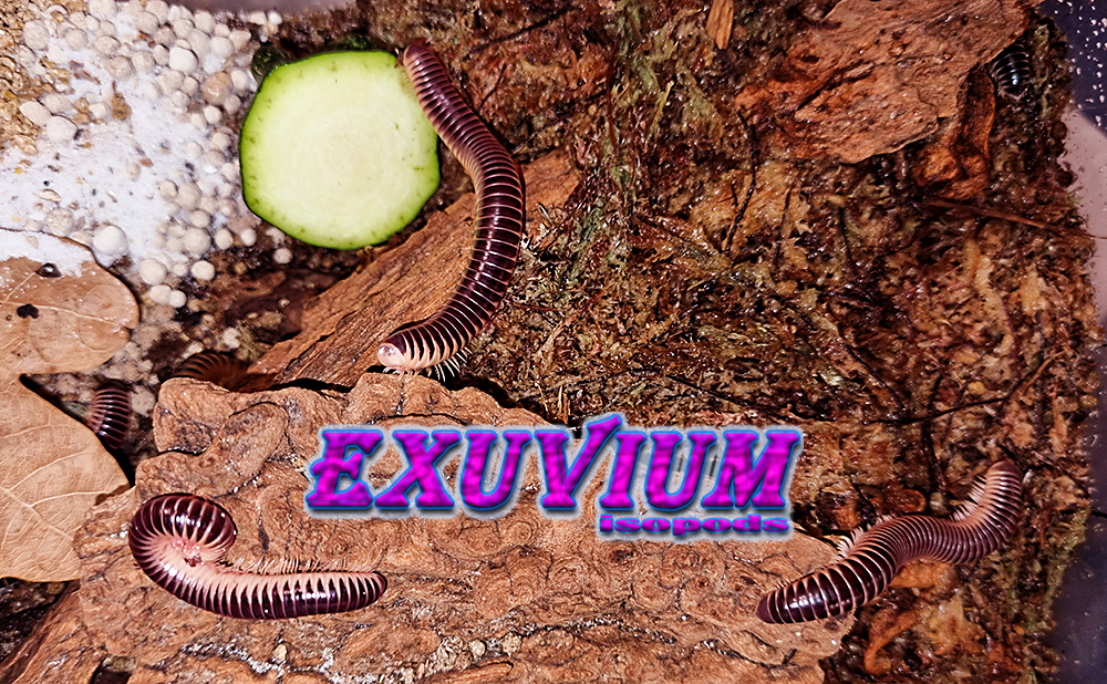 Chicobolus spinigerus salmon mix, salmon ivory millipede, for sale, in stock, available