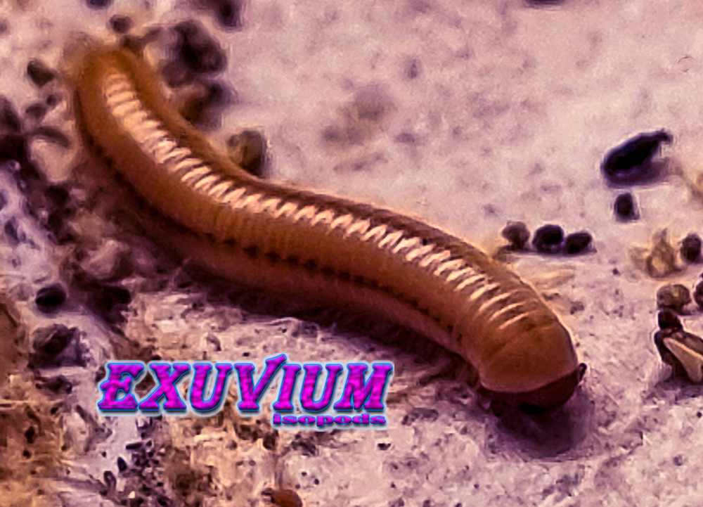 Chicobolus spinigerus salmon mix, salmon ivory millipede, for sale, in stock, available