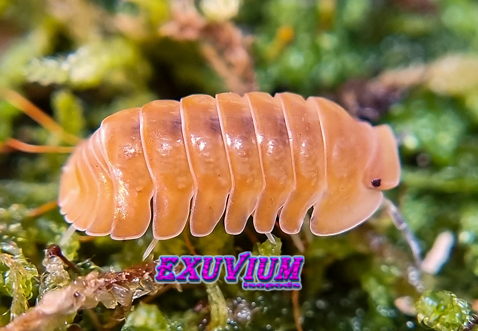 Cubaris blonde rubber ducky, isopods for sale