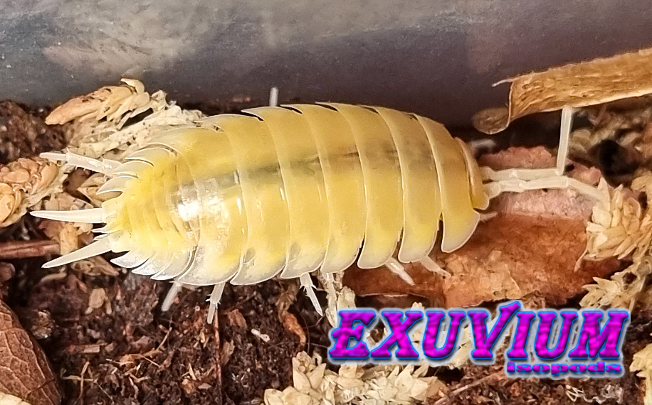 porcellio laevis albino, isopods for sale, in stock, available