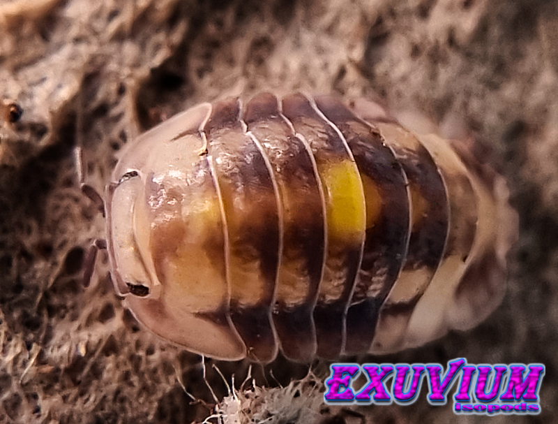 Cubaris amber firefly, isopods for sale