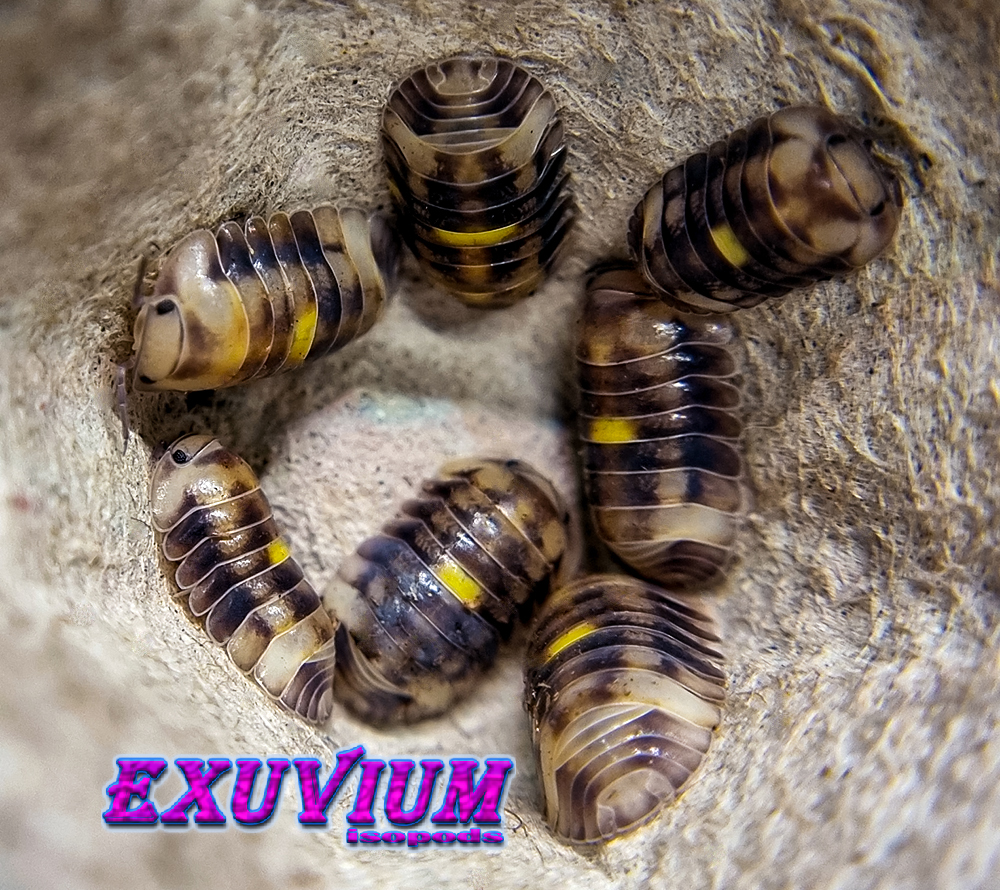 Cubaris amber firefly, isopods for sale