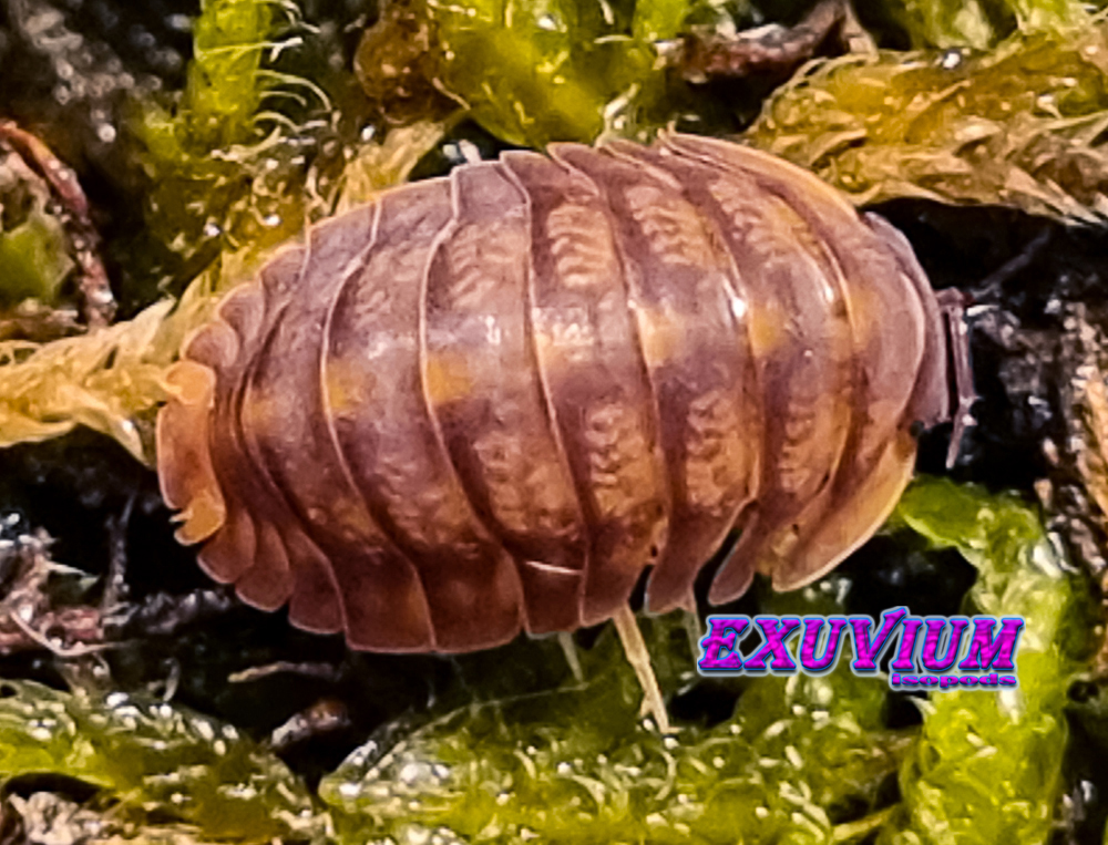 Cubaris dark phipun, tiger, isopods for sale, in stock, available
