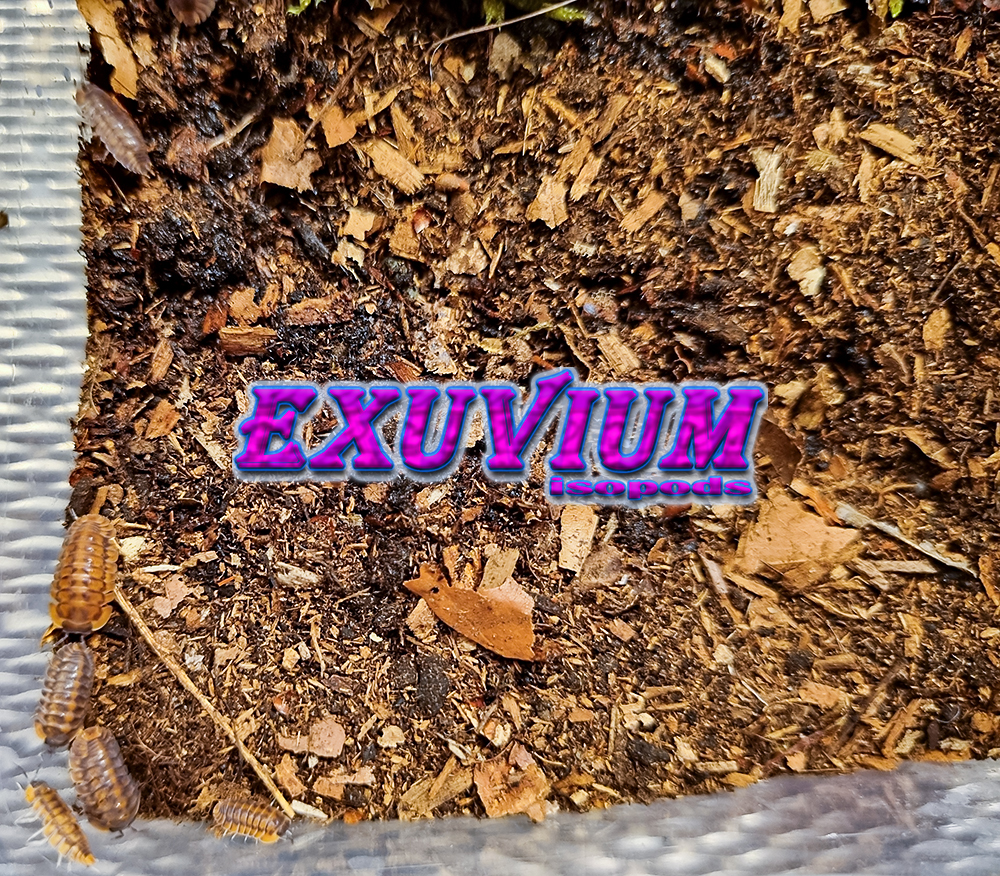 Cubaris dark phipun, tiger, isopods for sale, in stock, available