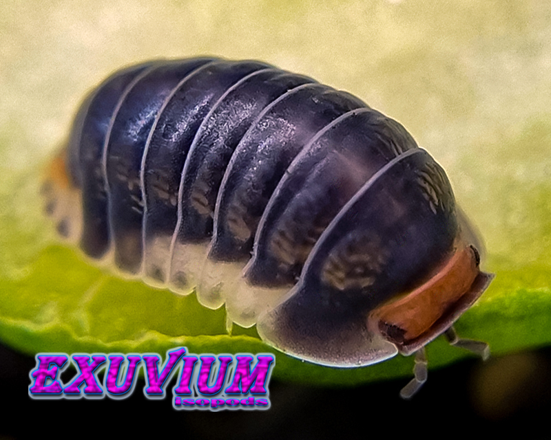 Cubaris pak chong, isopods for sale, in stock, available