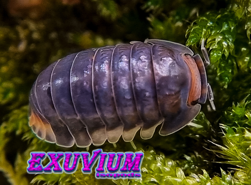Cubaris pak chong, isopods for sale, in stock, available