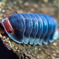 cubaris sp pak chong, isopods for sale