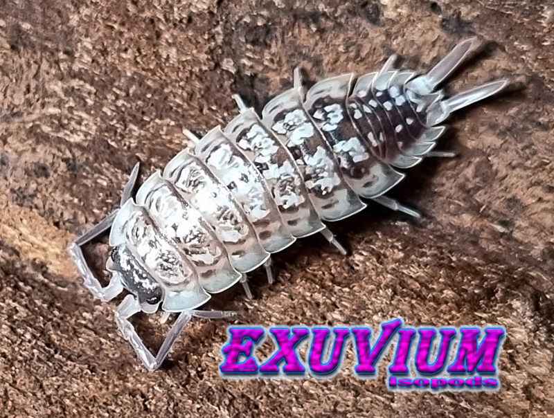 porcellio haasi light, light form, bright, isopods for sale, available, in stock