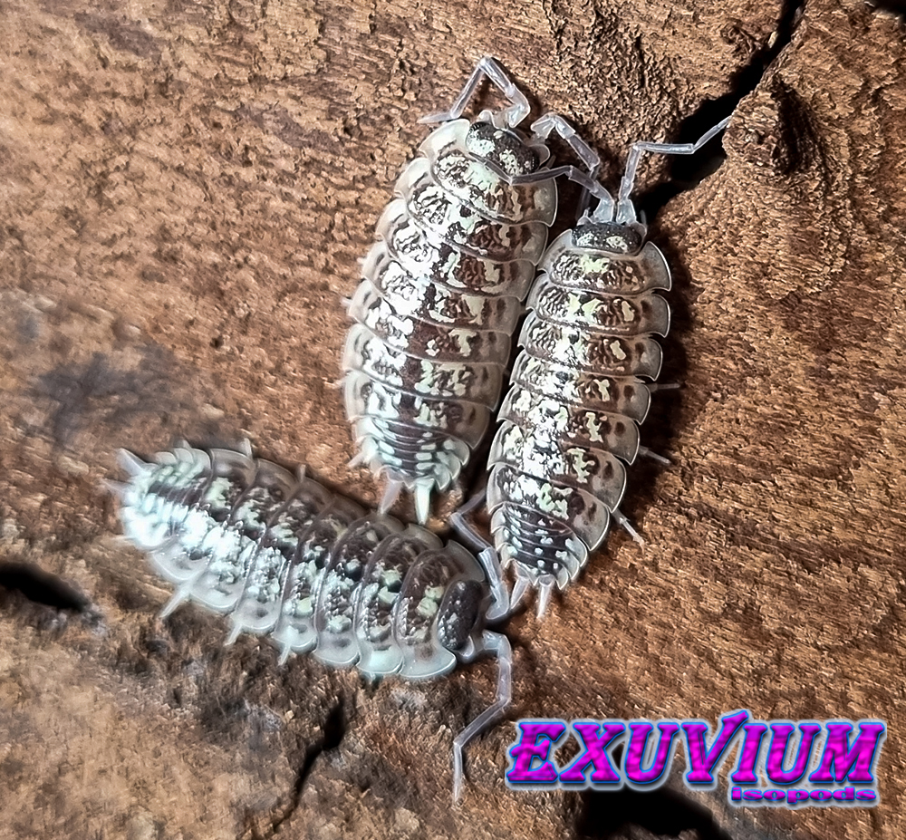 porcellio haasi light, light form, bright, isopods for sale, available, in stock