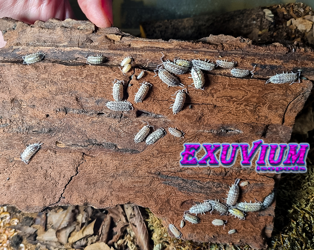 porcellio haasi light, light form, bright, isopods for sale, available, in stock