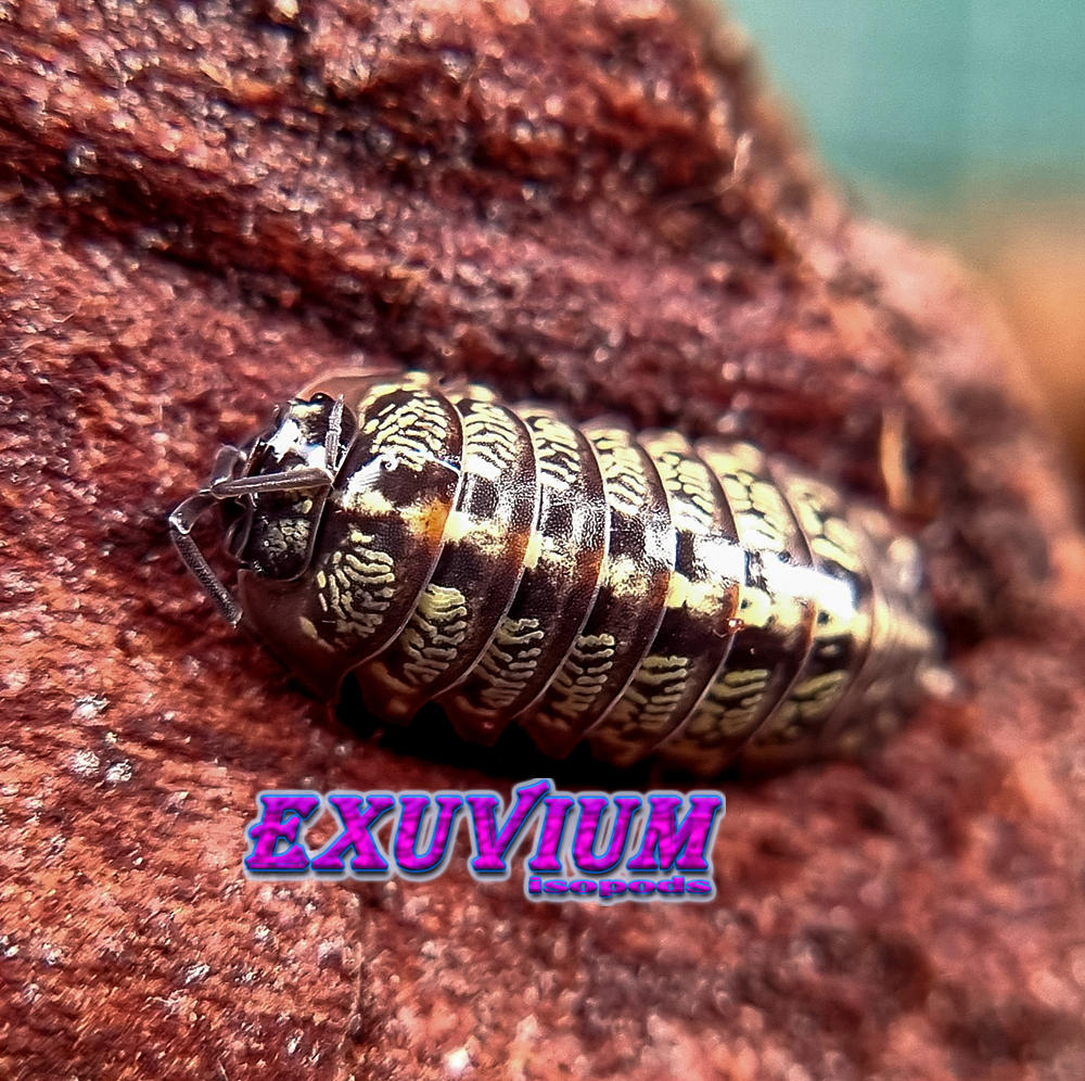 armadillidium saxivagum, stone-roving pill woodlouse, isopods for sale, in stock, available